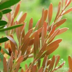 Callistemon Fluro Burst -Plant Sale Store apo fluro burst foliage close