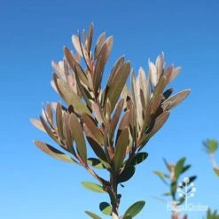 Callistemon Fluro Burst -Plant Sale Store apo fluro burst new winter colour