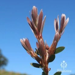 Callistemon Fluro Burst -Plant Sale Store apo fluro burst new winter leaf