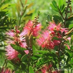 Callistemon Fluro Burst -Plant Sale Store apo fluro burst sunlit