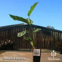 Calathea Freddy 9 Calathea Freddy -Plant Sale Store apo freddy tubestock tall