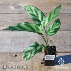 Calathea Freddy 8 Calathea Freddy -Plant Sale Store apo freddy tubestock top