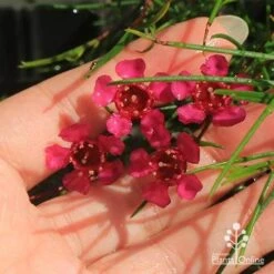 Chamelaucium Free Spirit - Waxflower 15 Chamelaucium Free Spirit - Waxflower -Plant Sale Store apo free spirit deep pink