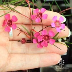 Chamelaucium Free Spirit - Waxflower 21 Chamelaucium Free Spirit - Waxflower -Plant Sale Store apo free spirit flower size