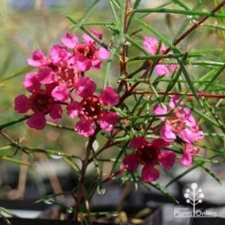 Chamelaucium Free Spirit - Waxflower 17 Chamelaucium Free Spirit - Waxflower -Plant Sale Store apo free spirit magenta