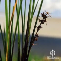 Lomandra Frosty Top 17 Lomandra Frosty Top -Plant Sale Store apo frosty top flowers