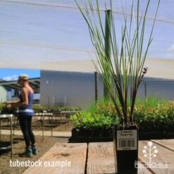 Lomandra Frosty Top 13 Lomandra Frosty Top -Plant Sale Store apo frosty top lomandra tubestock