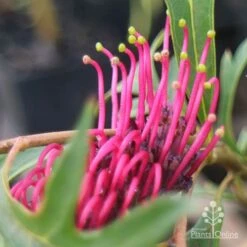 Grevillea Gaudichaudii -Plant Sale Store apo gaudichaudi grevillea closeup