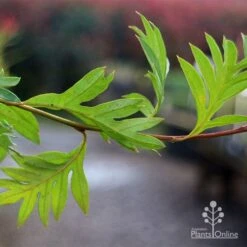 Grevillea Gaudichaudii -Plant Sale Store apo gaudichaudi grevillea foliage