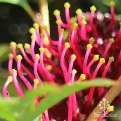 Grevillea Gaudichaudii -Plant Sale Store apo gaudichaudi stamens