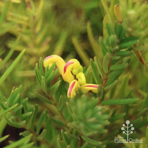 Grevillea Gold Rush 8 Grevillea Gold Rush - Image 6
