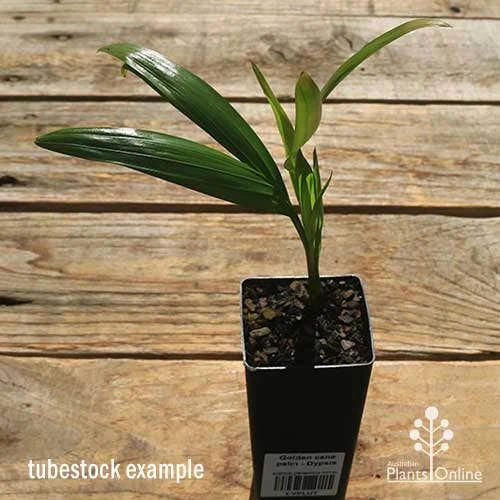 Golden Cane Palm - Dypsis 4 Golden Cane Palm - Dypsis - Image 2