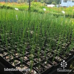 Xanthorrhoea - Grass Tree 21 Xanthorrhoea - Grass Tree -Plant Sale Store apo grass tree johnsoni