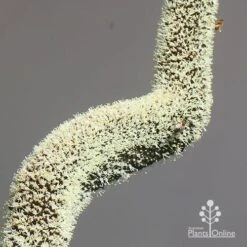 Xanthorrhoea - Grass Tree 19 Xanthorrhoea - Grass Tree -Plant Sale Store apo grass tree july