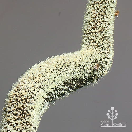 Xanthorrhoea - Grass Tree 10 Xanthorrhoea - Grass Tree - Image 8