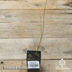 Xanthorrhoea - Grass Tree 20 Xanthorrhoea - Grass Tree -Plant Sale Store apo grass tree tubestock top