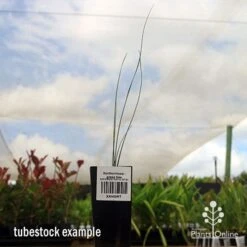 Xanthorrhoea - Grass Tree 15 Xanthorrhoea - Grass Tree -Plant Sale Store apo grass tree tubestock 1