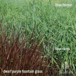 Pennisetum - Dwarf Purple Fountain Grass 15 Pennisetum - Dwarf Purple Fountain Grass -Plant Sale Store apo grasses ptl
