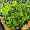 Microsorum Green Flame Fern 1 Microsorum Green Flame Fern -Plant Sale Store apo green flame fern