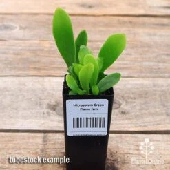 Microsorum Green Flame Fern 11 Microsorum Green Flame Fern -Plant Sale Store apo green flame fern tubestock