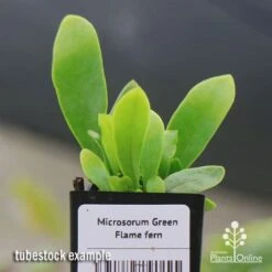 Microsorum Green Flame Fern 15 Microsorum Green Flame Fern -Plant Sale Store apo green flame fern tubestock2
