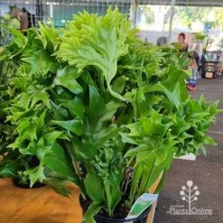 Microsorum Green Flame Fern 13 Microsorum Green Flame Fern -Plant Sale Store apo green flame microsorum