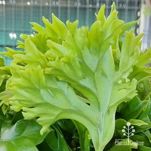 Microsorum Green Flame Fern 4 Microsorum Green Flame Fern - Image 2