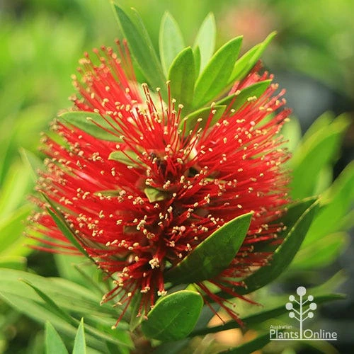 Callistemon Green John 9 Callistemon Green John - Image 7