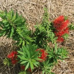Callistemon Green John 28 Callistemon Green John -Plant Sale Store apo green john flowering nursery