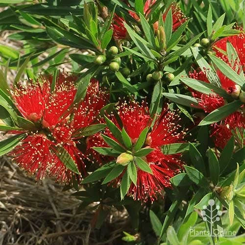 Callistemon Green John 6 Callistemon Green John - Image 4