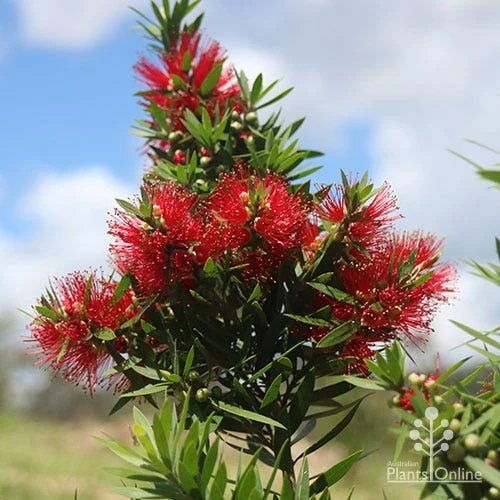 Callistemon Green John 7 Callistemon Green John - Image 5