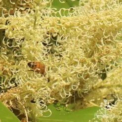 Grevillea Baileyana - Brown Silky Oak 25 Grevillea Baileyana - Brown Silky Oak -Plant Sale Store apo grevillea baileyana close and bee