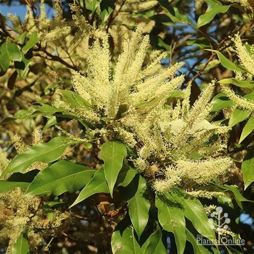 Grevillea Baileyana - Brown Silky Oak 4 Grevillea Baileyana - Brown Silky Oak - Image 2