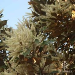 Grevillea Baileyana - Brown Silky Oak 28 Grevillea Baileyana - Brown Silky Oak -Plant Sale Store apo grevillea baileyana glow