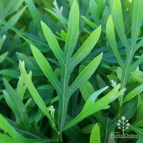 Grevillea Baileyana - Brown Silky Oak 15 Grevillea Baileyana - Brown Silky Oak - Image 13