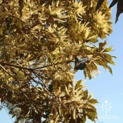 Grevillea Baileyana - Brown Silky Oak 30 Grevillea Baileyana - Brown Silky Oak -Plant Sale Store apo grevillea baileyana underneath