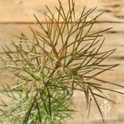 Grevillea Bon Accord 17 Grevillea Bon Accord -Plant Sale Store apo grevillea bon accord bronze foliage