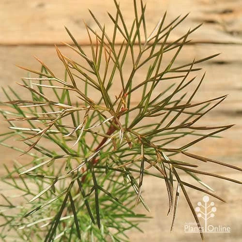 Grevillea Bon Accord 7 Grevillea Bon Accord - Image 5