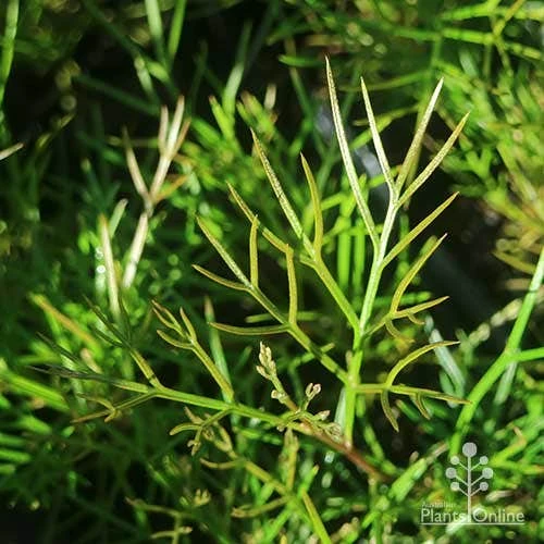 Grevillea Bon Accord 11 Grevillea Bon Accord - Image 9