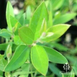 Grevillea Canterbury Gold 21 Grevillea Canterbury Gold -Plant Sale Store apo grevillea canterbury gold new shoot