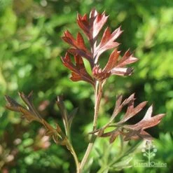 Grevillea Carpet Layer 19 Grevillea Carpet Layer -Plant Sale Store apo grevillea carpet layer new leaf colour