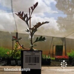 Grevillea Carpet Layer 20 Grevillea Carpet Layer -Plant Sale Store apo grevillea carpetlayer tubestock