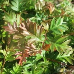Grevillea Gaudichaudii -Plant Sale Store apo grevillea gaudichaudi foliage