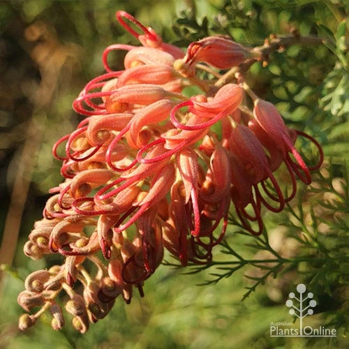 Grevillea Little Robyn 3 Grevillea Little Robyn