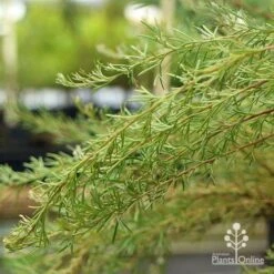 Grevillea Mini Marvel -Plant Sale Store apo grevillea mini marvel weeping