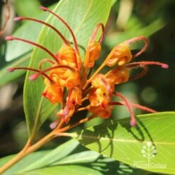 Grevillea Orange Marmalade 37 Grevillea Orange Marmalade -Plant Sale Store apo grevillea orange marmalade flower closeup
