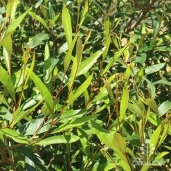 Grevillea Orange Marmalade 32 Grevillea Orange Marmalade -Plant Sale Store apo grevillea orange marmalade foliage