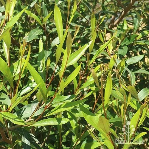 Grevillea Orange Marmalade 14 Grevillea Orange Marmalade - Image 12