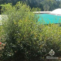 Grevillea Orange Marmalade 39 Grevillea Orange Marmalade -Plant Sale Store apo grevillea orange marmalade nursery bush