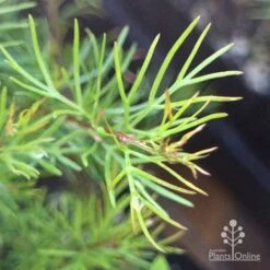 Grevillea Silk Carpet -Plant Sale Store apo grevillea pinaster new foliage